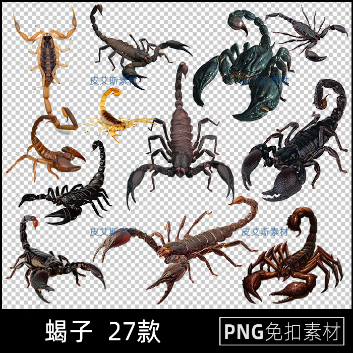 蝎子毒蝎png免抠照片动物免扣昆虫透明底图案PS合成设计素材
