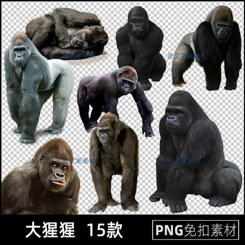 大猩猩png免扣图动物透明背景免抠PS设计素材
