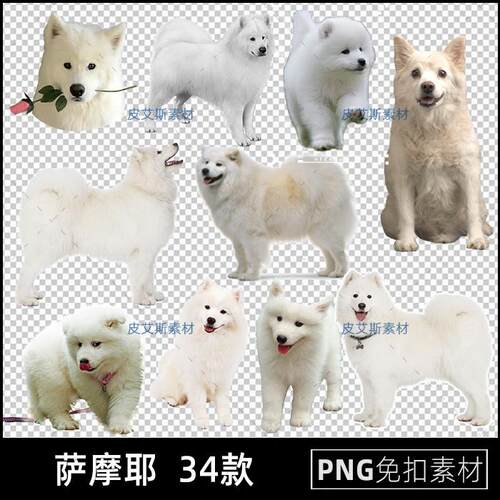 萨摩耶png免扣图宠物狗动物透明背景免抠PS设计素材