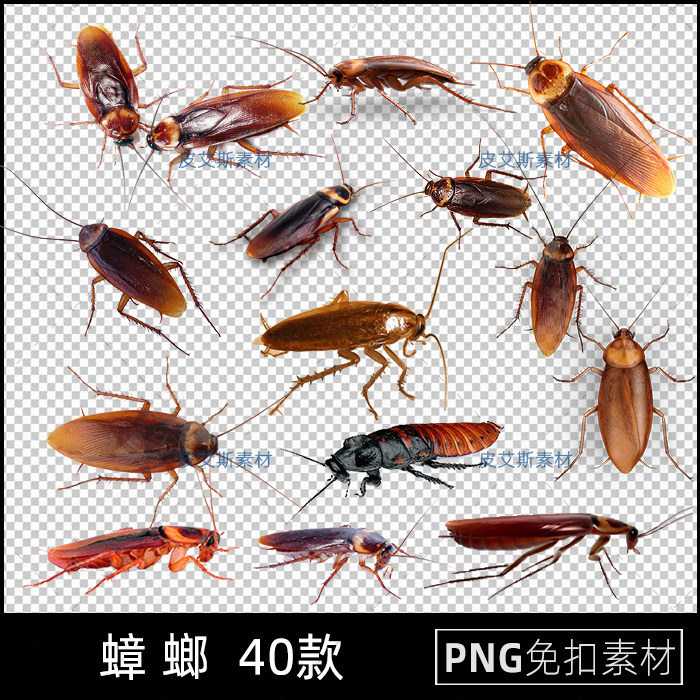 png免抠各种蟑螂实拍图透明底图片海报插图图片ps设计素材
