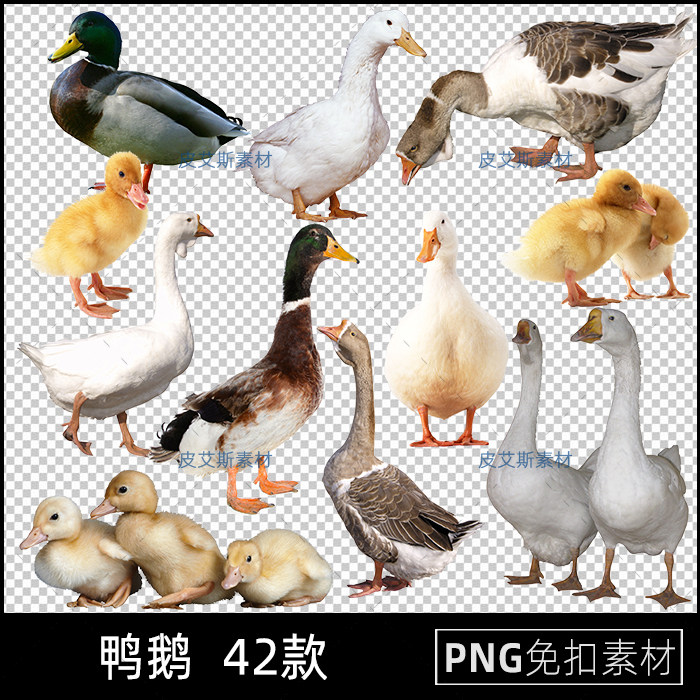 png免抠鸭子鹅免扣图透明背景野生动物家禽ps后期合成设计素材