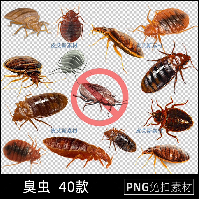 臭虫png免抠实拍图木虱透明底图片海报插图图片PS设计素材