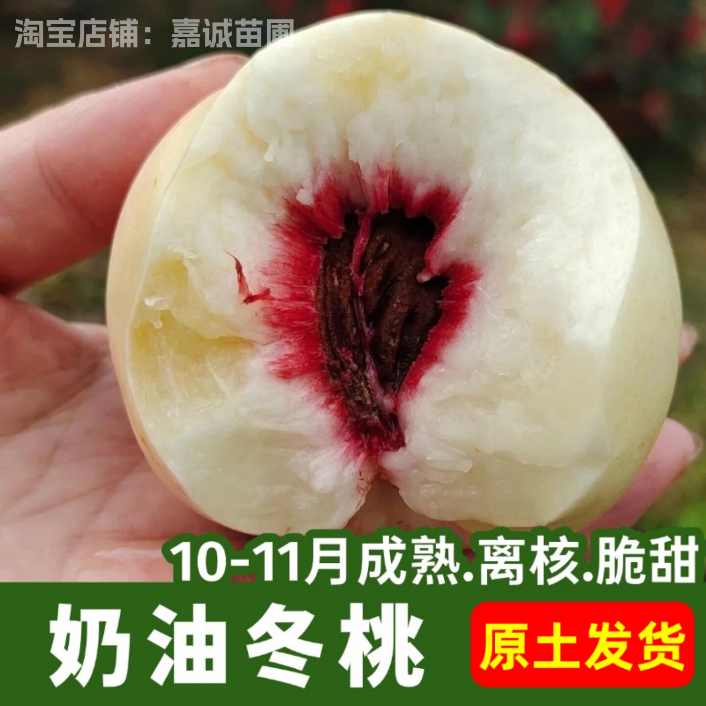 新品种桃树果苗奶油冬桃树苗南方北方脆甜晚熟离核白桃雪桃苗带土