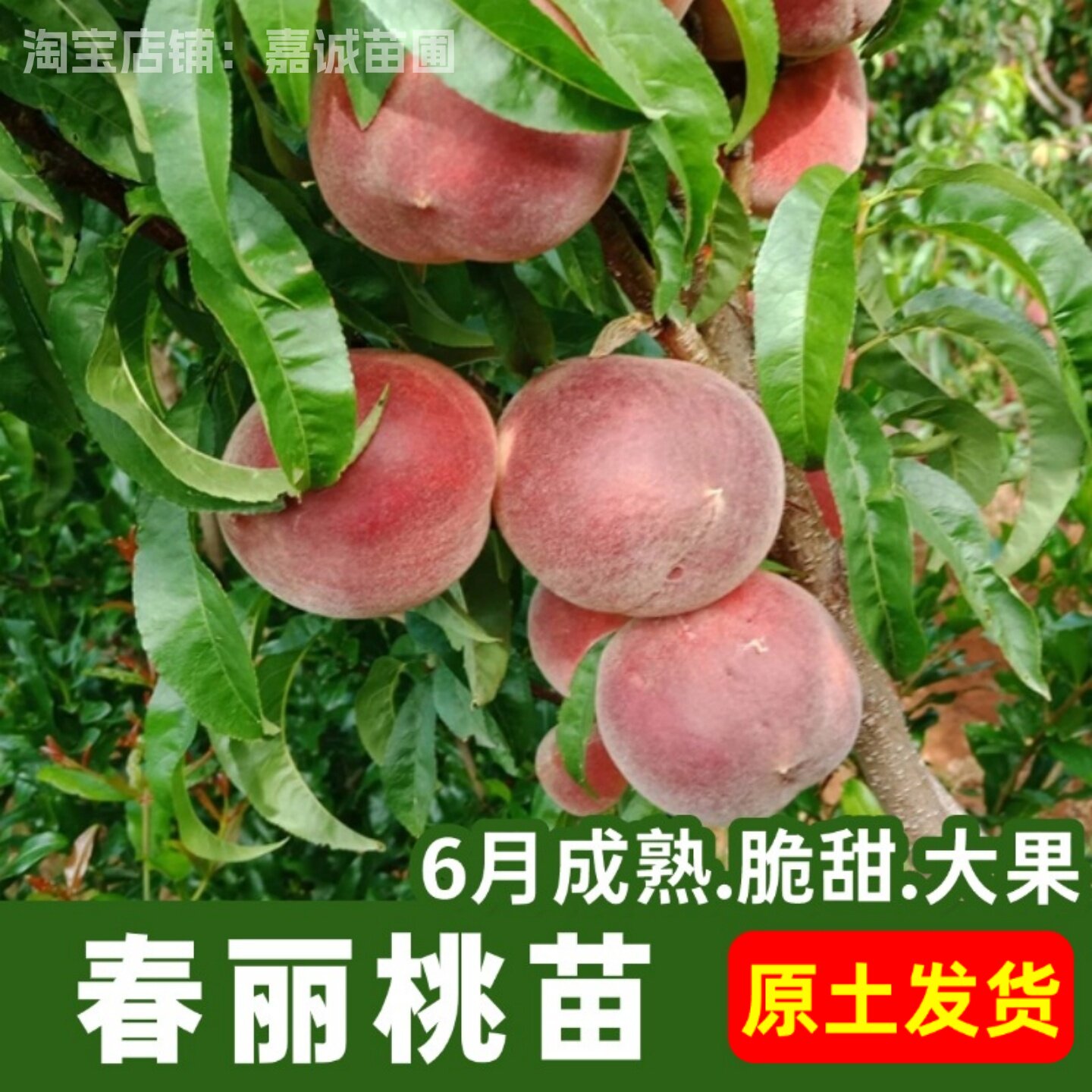 桃树果苗嫁接春丽桃苗特大6月脆甜桃树苗庭院地栽盆栽果树苗带土