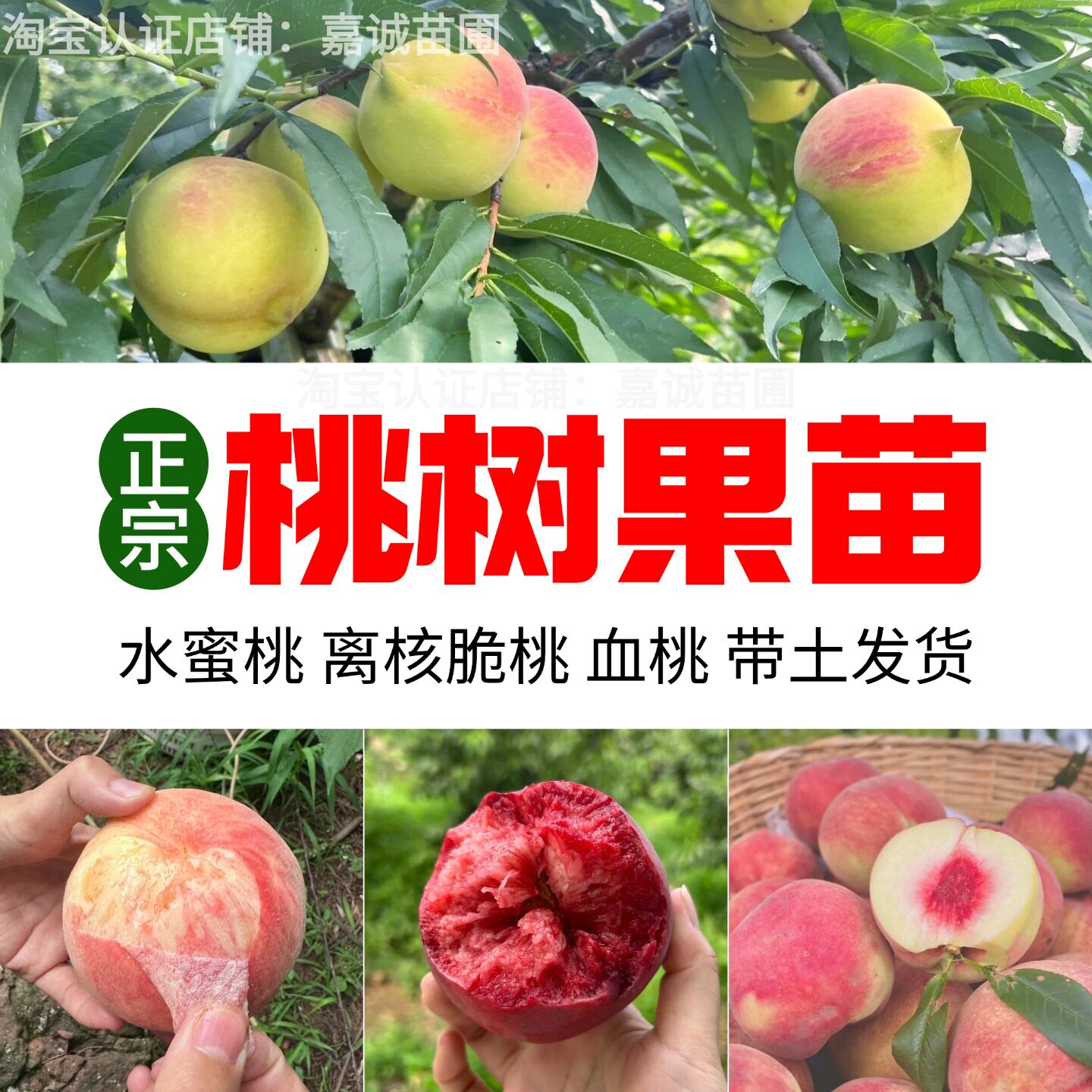 嫁接桃树果苗带土发货盆栽地栽水蜜桃树苗血桃冬桃苗南方北方种植