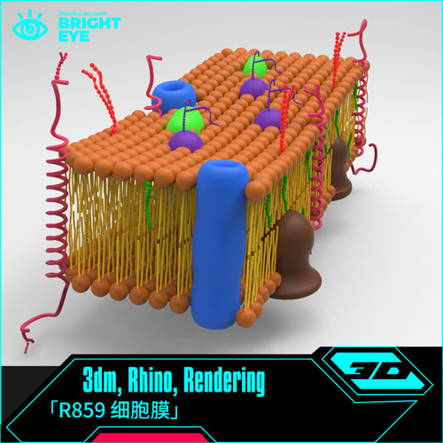 细胞膜结构rhino犀牛代建模成品产品设计3d素材模型3dm装配体零件