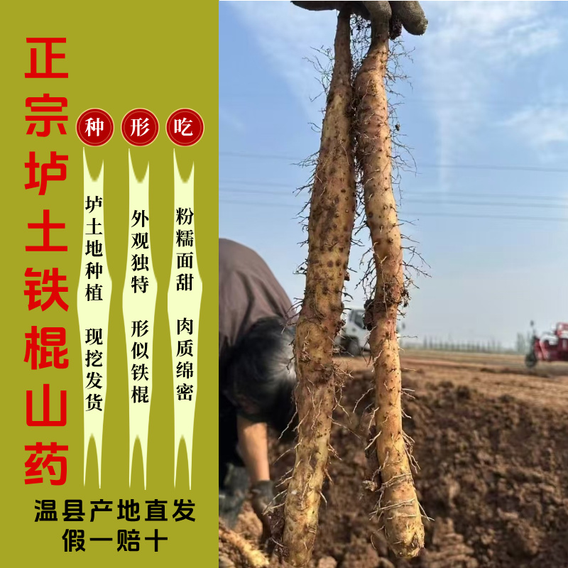 正宗新鲜垆土铁棍山药焦作温县现挖发货新鲜淮山药软糯香甜怀山药