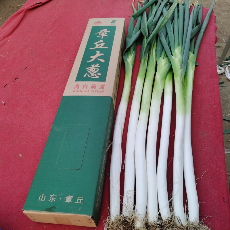 顺丰正宗精选章丘大葱脆甜水果