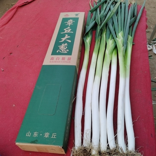 顺丰正宗精选章丘大葱10斤包邮高白脆甜水果葱比人高的大葱