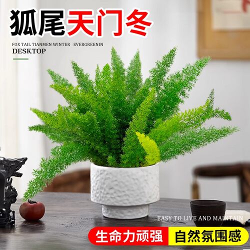 狐尾天门冬盆栽四季常青耐寒好养