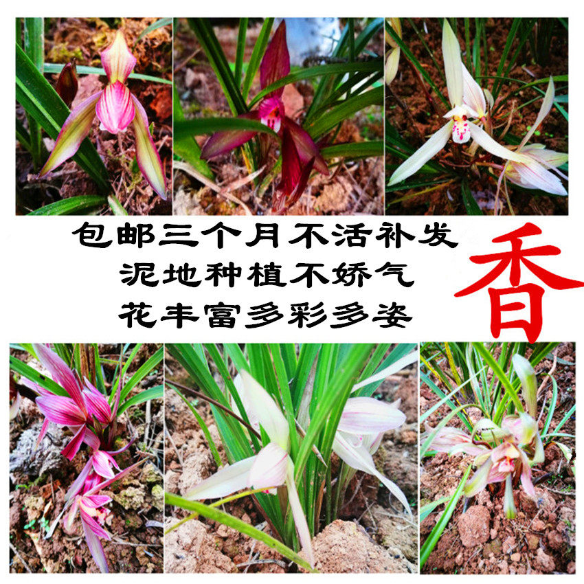 云南文山产地发春兰花易种植花卉浓香室内盆栽绿植物带花苞包邮