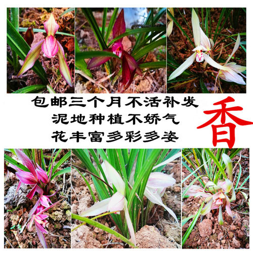 云南产地直发种植春兰浓香兰花
