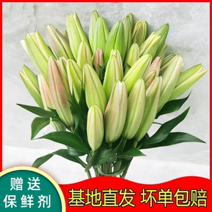 香水百合鲜花云南基地直发水培多头鲜切花花束插花插瓶多重瓣花卉