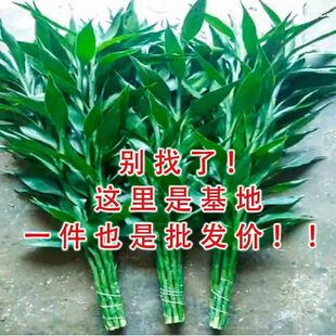 富贵竹水培植物水养水竹客厅室内绿萝金钱招财树转运盆栽绿植花卉