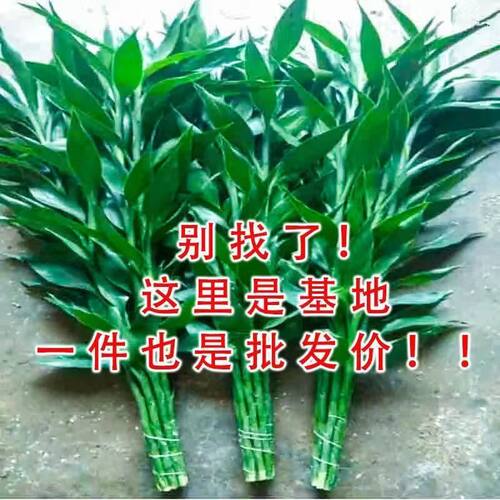 富贵竹水培植物水养水竹客厅室内绿萝金钱招财树转运盆栽绿植花卉
