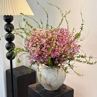 澳洲腊梅年宵鲜花云南基地直发超长花期鲜切花水培雪柳春节花卉