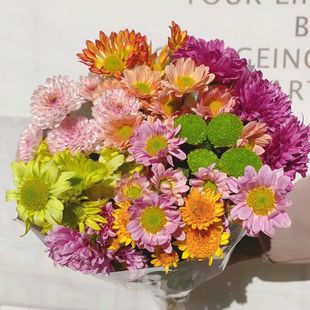 鲜花云南基地网红小雏菊家庭办公室花瓶插花水养花配花摆摊非洲菊