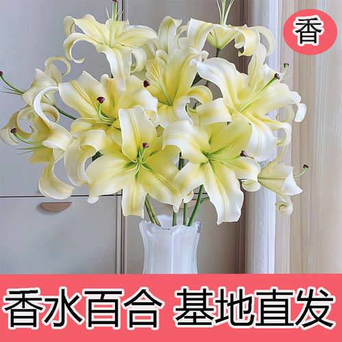 香水百合花鲜花鲜切花直批客厅水养插花鲜花速递同城云南基地直发