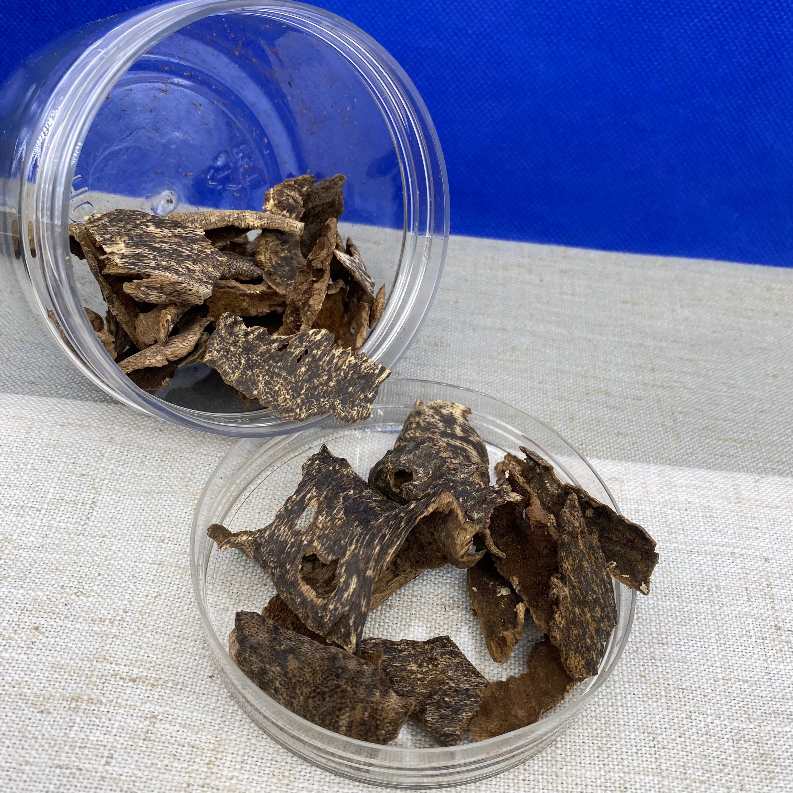 保真天然9分沉水高蜜鸡母虫漏