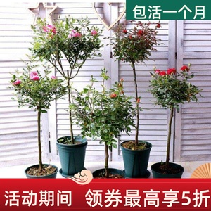 棒棒糖树状月季躲躲藏藏果汁阳台姬乙女阳台勤花庭院花卉绿植盆栽