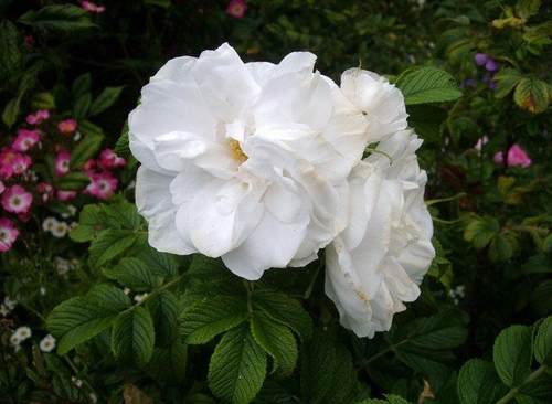 白色玫瑰可食用品种穆斯林玫瑰 古老品种 浓香多季开花灌木1893年