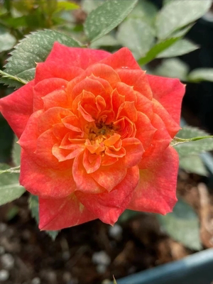 安琪微型月季勤花微月成熟植株可达30cm基本月月开花耐热耐晒抗病
