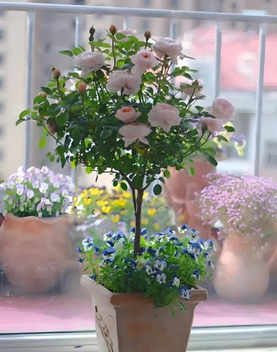 棒棒糖树月四季开花盆栽阳台