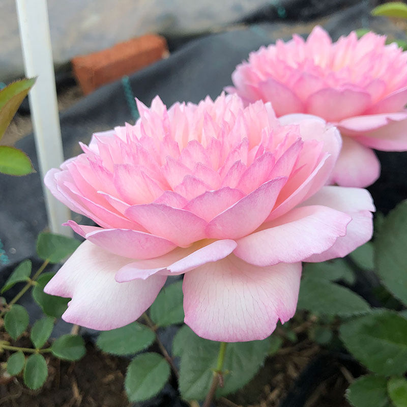 颖荷月季花苗活动特惠