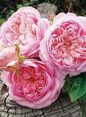 索妮娅里基尔月季 灌木强茶香强抗病珊瑚粉橙色 法国马萨德多季开