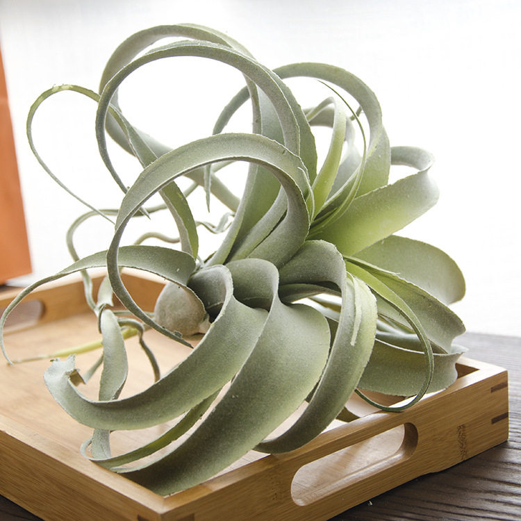 仿真植绒空气凤梨沙漠多肉植物老人须北欧装饰绿植工程造景搭配