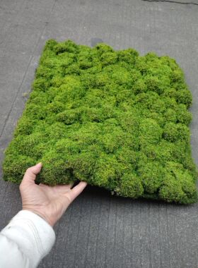 人造苔藓草坪假青苔草皮苔癣墙面绿化墙上仿生造景装饰仿真苔藓球