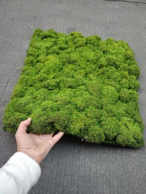 人造苔藓草坪假青苔草皮苔癣墙面绿化墙上仿生造景装饰仿真苔藓球