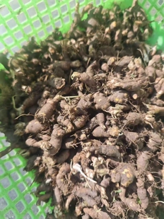 新鲜天葵子新鲜天葵子野外现挖紫背天葵种苗金耗子屎千年老鼠屎