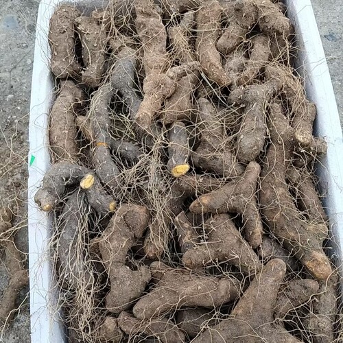 现挖火头根 毛黄姜 火头根 粗黄姜子 黄姜种 粗火头根 湖北中药材