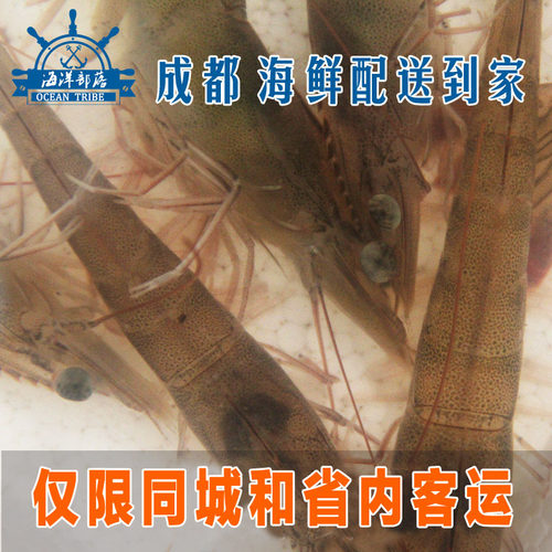 成都闪送 鲜活明虾 35-25只左右/斤 基围虾活虾充氧发货500g