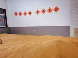 陕西富平小麦2025年新麦子猫草种子5斤装农家自产