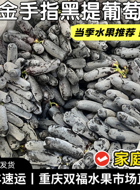 金手指黑提葡萄2斤3斤5斤家庭装