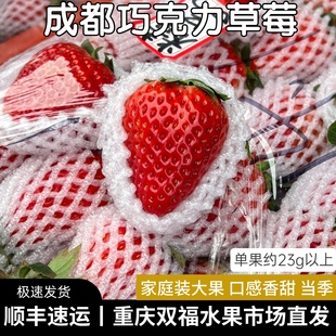 成都巧克力草莓大果2斤3斤家庭装 单果约23g起红草莓水果重庆双福.