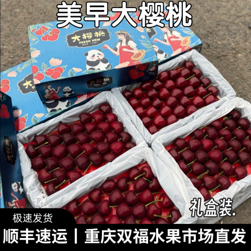 大连空运美早大樱桃礼盒装