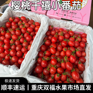 广东电白樱桃千禧小番茄净重约1.8斤小礼盒装 当季新鲜水果 双福