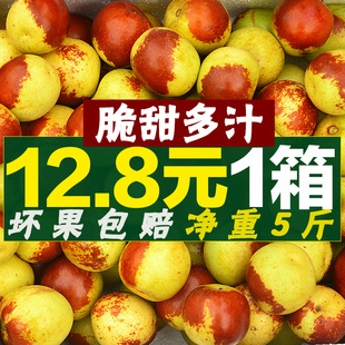 整箱5斤現(xiàn)摘現(xiàn)發(fā)青棗脆甜多汁棗子新鮮 新鮮水果冬棗山東沾化當(dāng)季