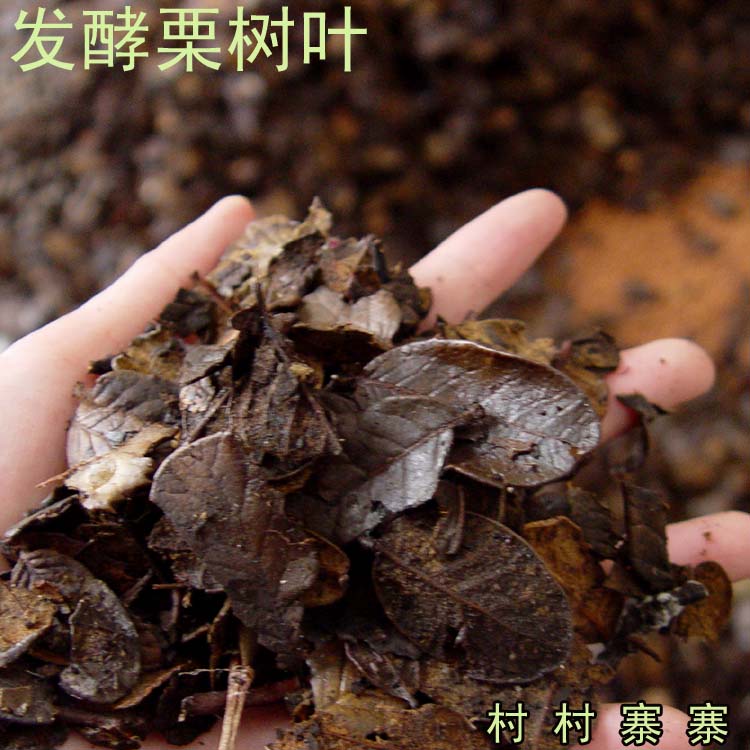 兰花专用植料 配料 发酵腐熟小刺栗树叶直截上盆 1公斤 包邮