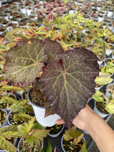 巧克力蕾丝秋海棠泛蓝光乌系列室内网红盆栽高端观叶植物