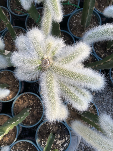 九尾狐多肉植物老桩长毛阳台养绿植盆载肉肉新手好养狐狸尾巴多肉