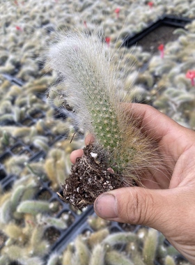 九尾狐多肉植物老桩长毛阳台养绿植盆载肉肉新手好养狐狸尾巴多肉