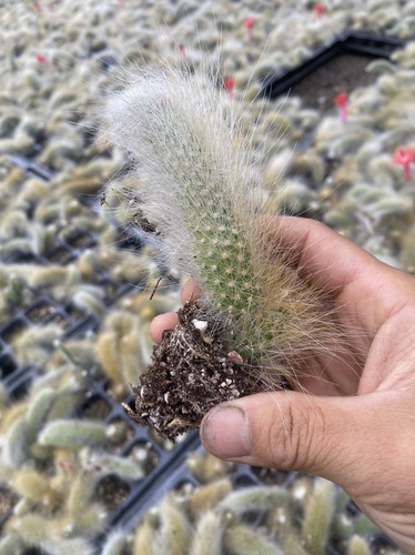 九尾狐多肉植物老桩长毛阳台养绿植盆载肉肉新手好养狐狸尾巴多肉