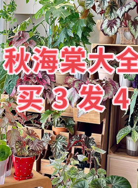 秋海棠盆栽反蓝光开花竹节蟆叶室内绿植竹节彩叶鲜花培观叶植物