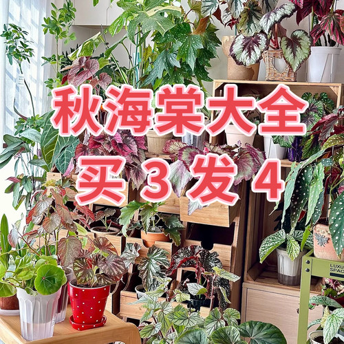 秋海棠盆栽反蓝光开花竹节蟆叶室内绿植竹节彩叶鲜花培观叶植物