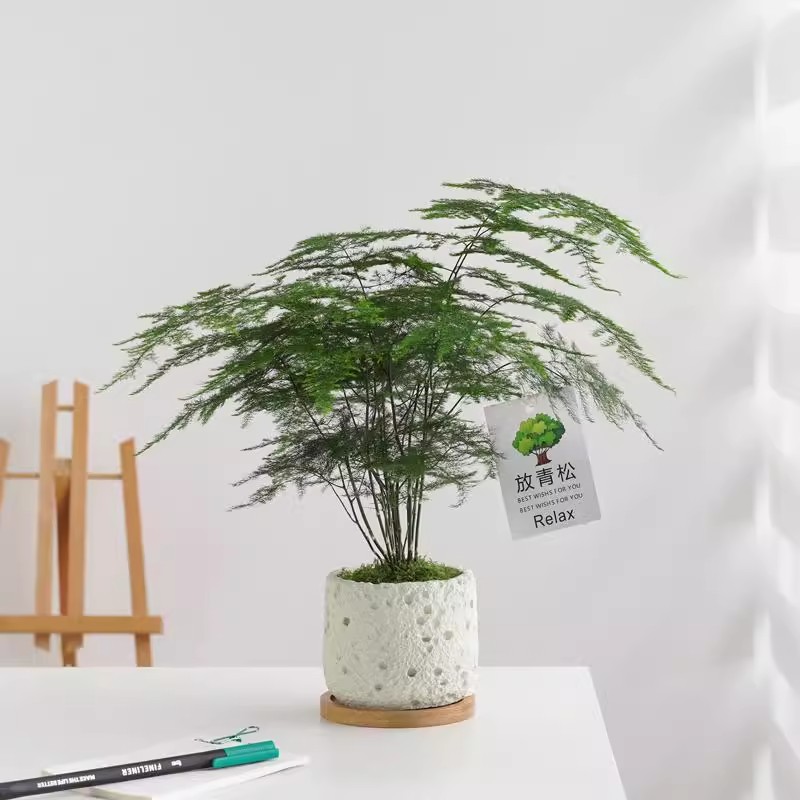 文竹盆栽室内好养净化空气绿植物