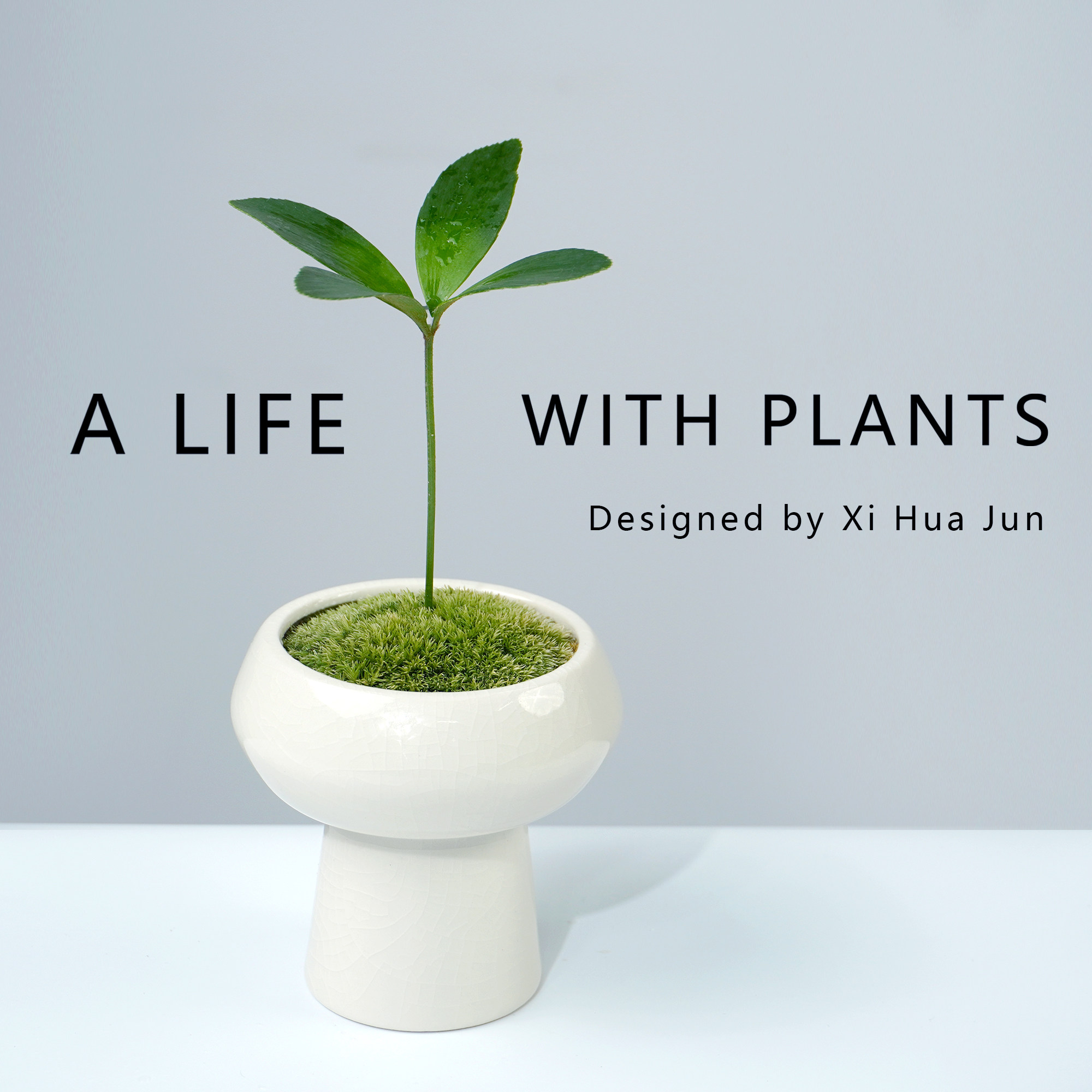 墨西哥铁树幸运四叶草迷你盆栽室内办公桌面高级感绿植物盆景摆件